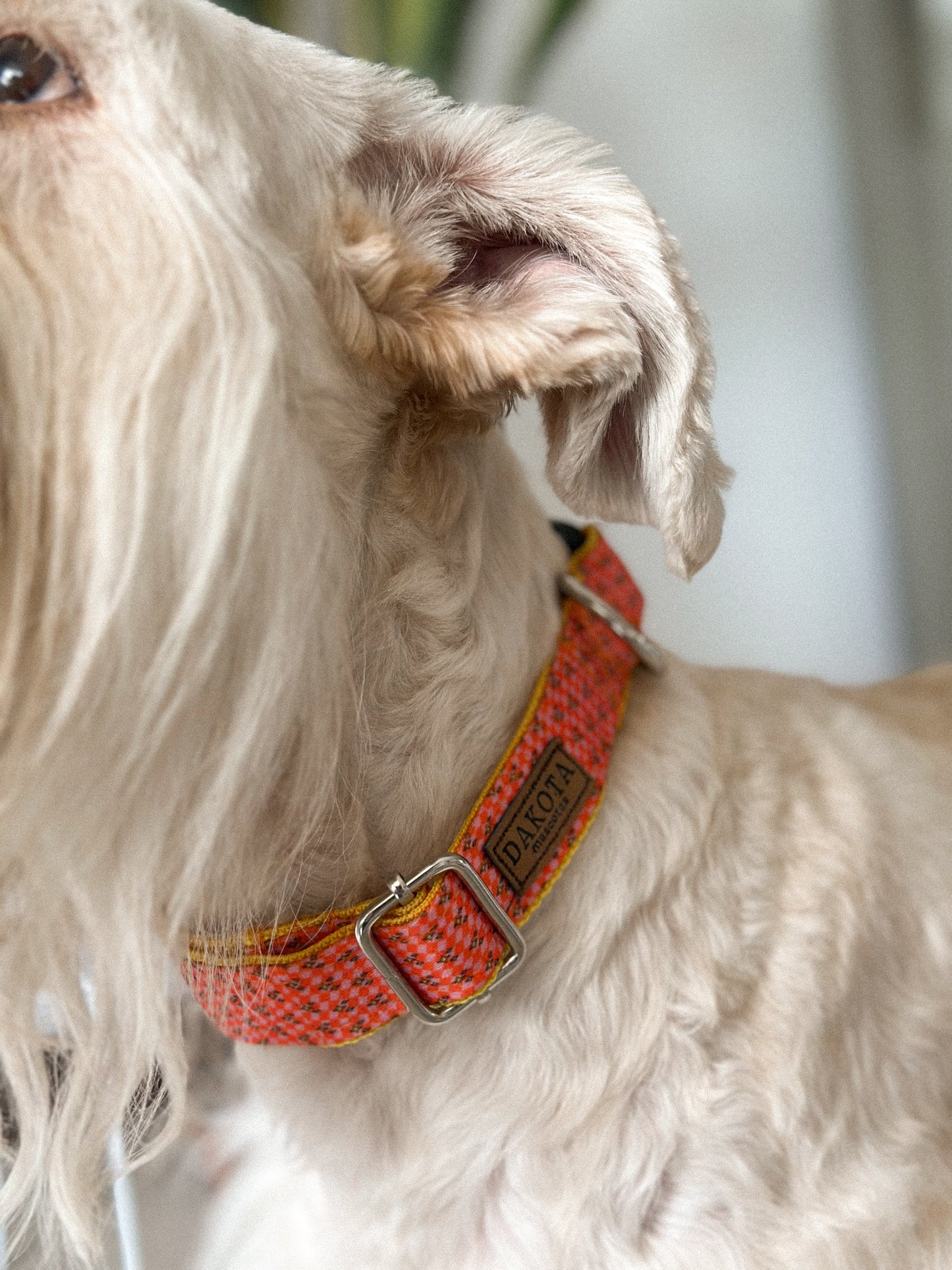 Collar Glow